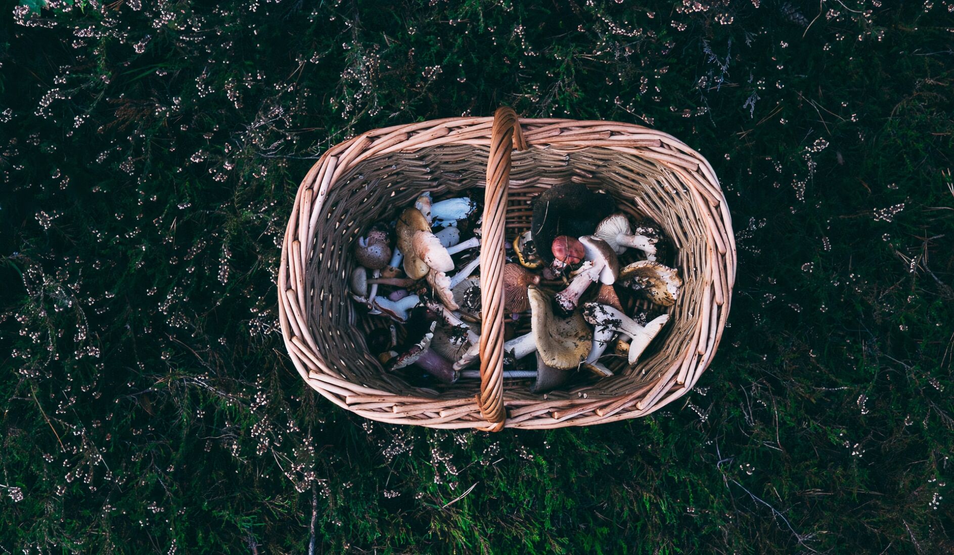 foraging basket